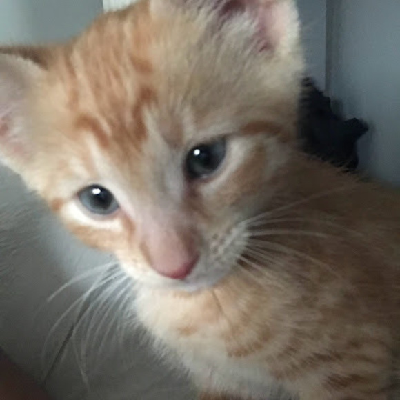Meet your Posher, Daniya - Picture 1 of 1